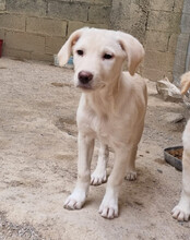 BELLA, Hund, Mischlingshund in Kroatien - Bild 20