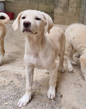 BELLA, Hund, Mischlingshund in Kroatien - Bild 21