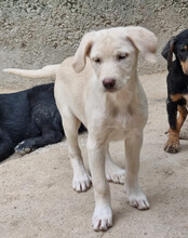 BELLA, Hund, Mischlingshund in Kroatien - Bild 22