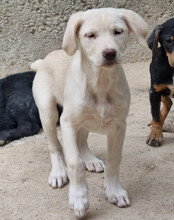 BELLA, Hund, Mischlingshund in Kroatien - Bild 23