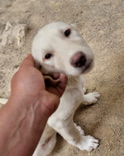 BELLA, Hund, Mischlingshund in Kroatien - Bild 24