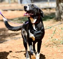 XARA, Hund, Mischlingshund in Griechenland - Bild 2