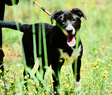 XARA, Hund, Mischlingshund in Griechenland - Bild 4