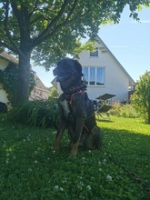 SCOOBY, Hund, Mischlingshund in Erligheim - Bild 18