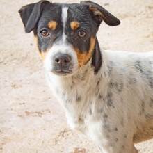 NERO, Hund, Mischlingshund in Kettershausen - Bild 3