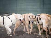 CASSIUS, Hund, Mischlingshund in Rumänien - Bild 10