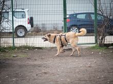 CASSIUS, Hund, Mischlingshund in Rumänien - Bild 2