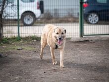 CASSIUS, Hund, Mischlingshund in Rumänien - Bild 3