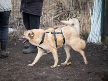 CASSIUS, Hund, Mischlingshund in Rumänien - Bild 4