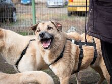 CASSIUS, Hund, Mischlingshund in Rumänien - Bild 7