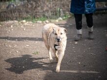 CASSIUS, Hund, Mischlingshund in Rumänien - Bild 9