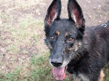 ASSUNTA, Hund, Mischlingshund in Rumänien - Bild 2