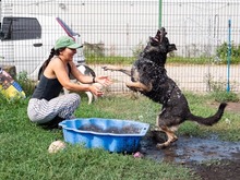 ASSUNTA, Hund, Mischlingshund in Rumänien - Bild 3