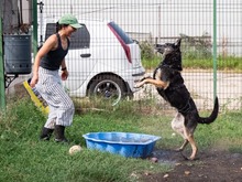 ASSUNTA, Hund, Mischlingshund in Rumänien - Bild 4