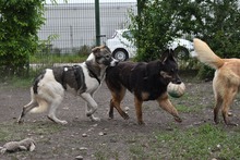 ASSUNTA, Hund, Mischlingshund in Rumänien - Bild 6