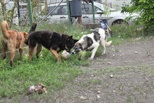 ASSUNTA, Hund, Mischlingshund in Rumänien - Bild 7