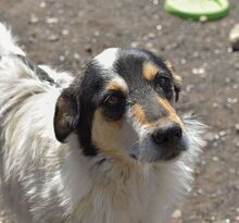 NYURA, Hund, Mischlingshund in Berlin - Bild 1