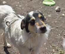 NYURA, Hund, Mischlingshund in Berlin - Bild 10