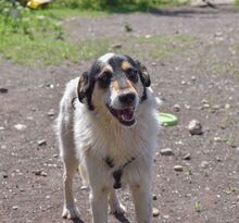 NYURA, Hund, Mischlingshund in Berlin - Bild 12