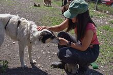 NYURA, Hund, Mischlingshund in Berlin - Bild 13