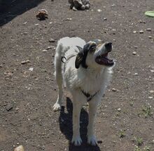 NYURA, Hund, Mischlingshund in Berlin - Bild 14