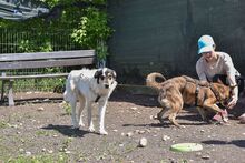 NYURA, Hund, Mischlingshund in Berlin - Bild 15