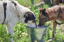 NYURA, Hund, Mischlingshund in Berlin - Bild 19