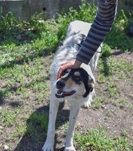 NYURA, Hund, Mischlingshund in Berlin - Bild 20