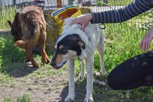 NYURA, Hund, Mischlingshund in Berlin - Bild 21