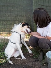 NYURA, Hund, Mischlingshund in Berlin - Bild 3