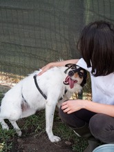 NYURA, Hund, Mischlingshund in Berlin - Bild 4