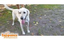 FELIX2, Hund, Labrador-Mix in Ungarn - Bild 1