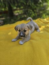 LANJA, Hund, Mischlingshund in Rumänien