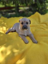 LESTER, Hund, Mischlingshund in Rumänien