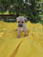 LESTER, Hund, Mischlingshund in Rumänien - Bild 13