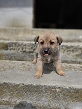 LESTER, Hund, Mischlingshund in Rumänien - Bild 15