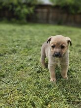 LESTER, Hund, Mischlingshund in Rumänien - Bild 16