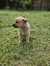 LESTER, Hund, Mischlingshund in Rumänien - Bild 17