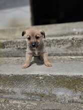 LESTER, Hund, Mischlingshund in Rumänien - Bild 18