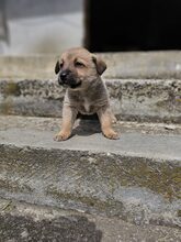 LESTER, Hund, Mischlingshund in Rumänien - Bild 19