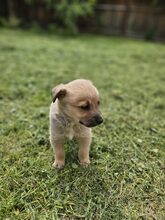 LESTER, Hund, Mischlingshund in Rumänien - Bild 20