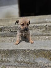 LESTER, Hund, Mischlingshund in Rumänien - Bild 21