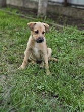 LESTER, Hund, Mischlingshund in Rumänien - Bild 9