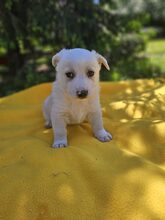 LASCO, Hund, Mischlingshund in Rumänien