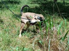 NANJA, Hund, Mischlingshund in Griechenland - Bild 3