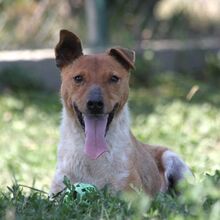 GUSZTI, Hund, Mischlingshund in Ungarn - Bild 1