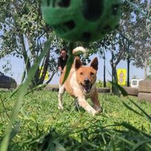 GUSZTI, Hund, Mischlingshund in Ungarn - Bild 3