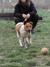 GUSZTI, Hund, Mischlingshund in Ungarn - Bild 4