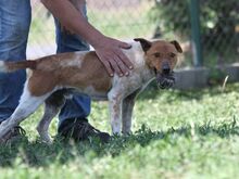 GUSZTI, Hund, Mischlingshund in Ungarn - Bild 5