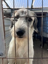 XENA, Hund, Mischlingshund in Rumänien